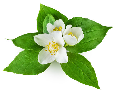 Jasmine Flower With Leaves On White Background