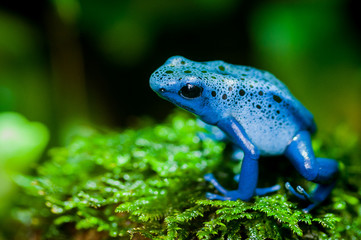 grenouille azur