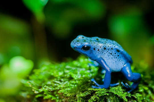 Grenouille azur