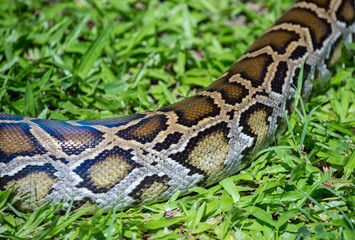 close up of a boa snake slithering  the grass 