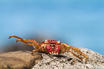 Red crab on stone