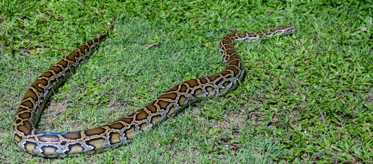 close up of a boa snake slithering  the grass 
