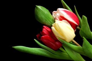 Fototapeta premium Beautiful tulips on dark background
