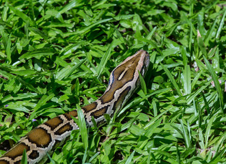 close up of a boa snake slithering  the grass 