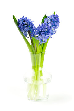 Blue Hyacinth In A Glass Vase Isolated On White