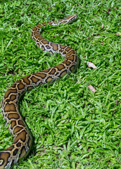 close up of a boa snake slithering  the grass 