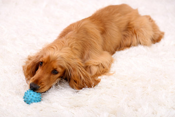 Beautiful cocker spaniel on white carpet