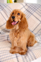 Beautiful cocker spaniel on couch in room