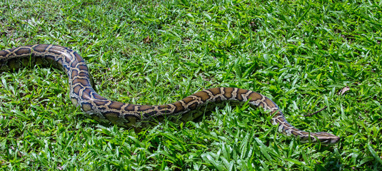 close up of a boa snake slithering  the grass 