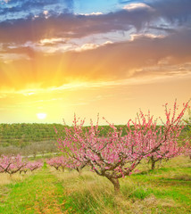 peach garden