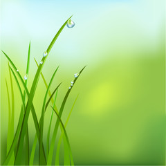 background with grass and dew