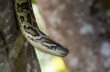 close up of a boa snake slithering  the tree 