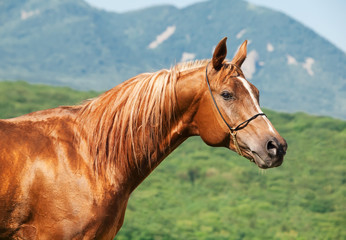 portrait of chestnut arabian stallion