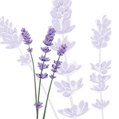 Lavender on isolated background, vector