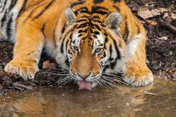Amur tiger