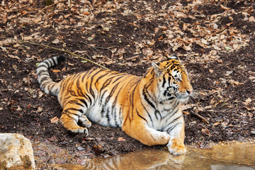 Amur tiger