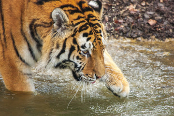 Amur tiger