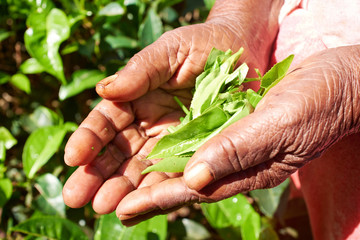 Hands of women from the tea plantation - Sri Lanka