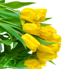 yellow tulips on a white background