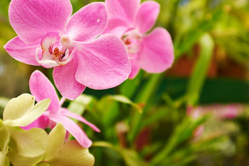 Naklejka na ściany i meble Piękna orchidea - phalaenopsis