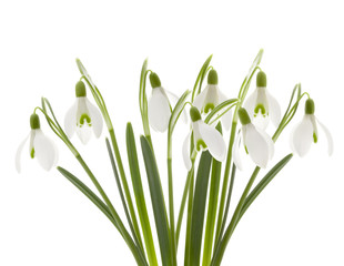 Schneeglöckchen © by-studio