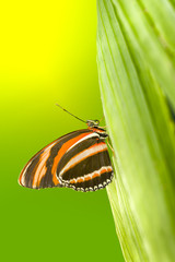 Fototapeta na wymiar Orange Tiger Butterfly