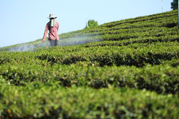 Tea plantation