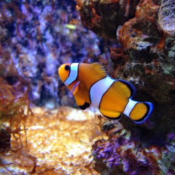 Falscher Clownfisch
