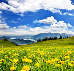 Pusteblumen vor Schweizer See: Grenzenlose Entspannung :) - 62736486
