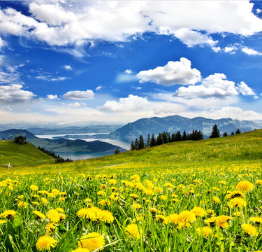 Pusteblumen vor Schweizer See: Grenzenlose Entspannung :)