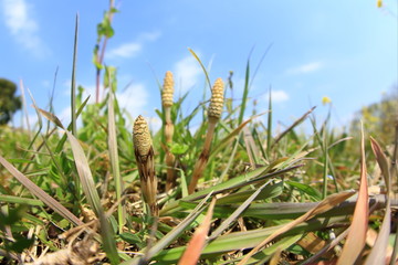 つくしと青空