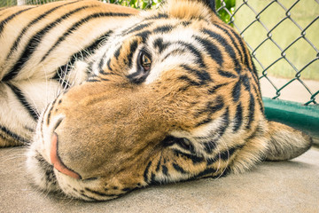 Sad tiger in a zoo cage - Animal abuse