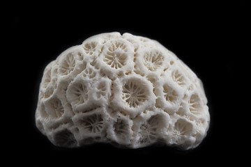 fragment of coral skeleton found at beach on black