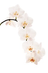 Flower orchids
