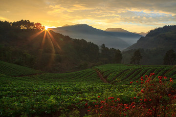 Naklejka premium misty morning sunrise in strawberry garden