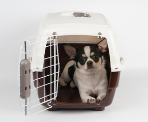 Chihuahua in the open carrier
