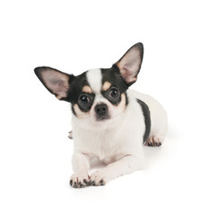 Chihuahua on white background