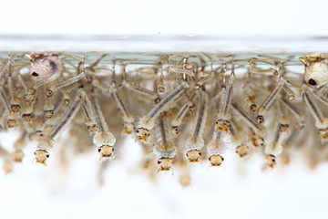 mosquito's larva in water