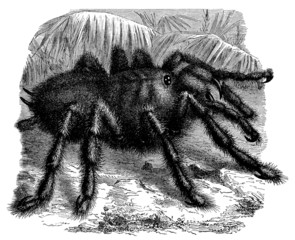 Black Spider - Araignée - Spinne