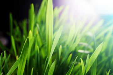 Obraz premium green grass background