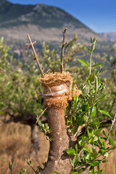 Gepfropfter Olivenbaum 10094.jpg