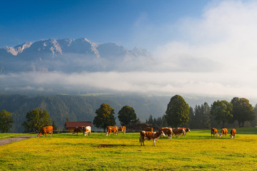 On pasture in the morning mist