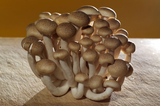 hypsizygus tesselatus ou shimeji, champignon japonais.