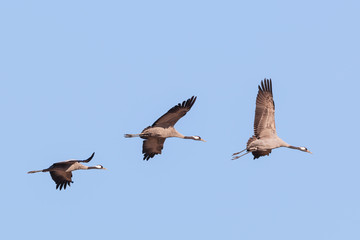 Cranes