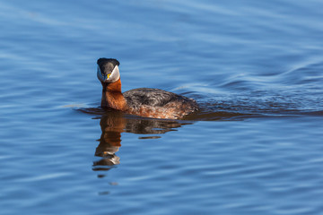 Red-necked Grebe