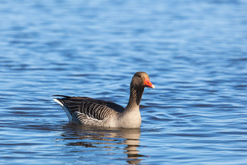 Greylag goose