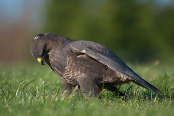 A UK Buzzard