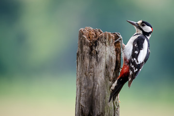 Naklejka premium Greater Spotted Woodpecker