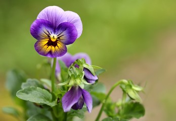 Fototapeta premium Garten-Stiefmütterchen / Pansy