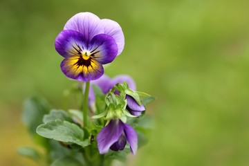 Garten-Stiefmütterchen / Pansy